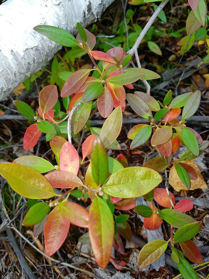 autumn ledum