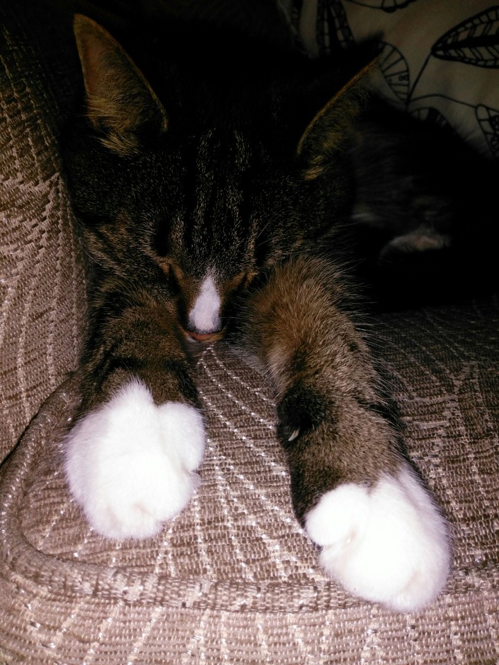 let sleeping cats lie