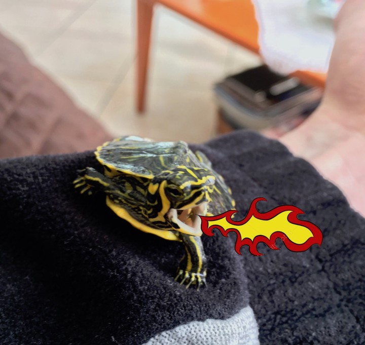 My little dragon