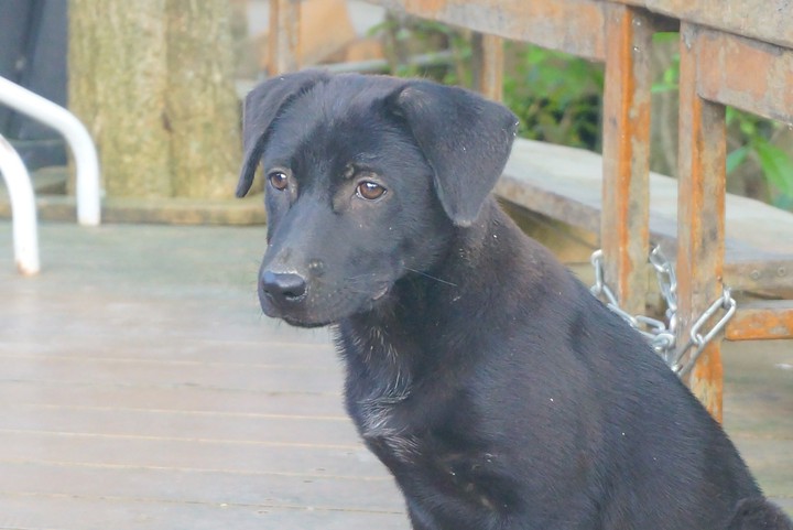 puppy