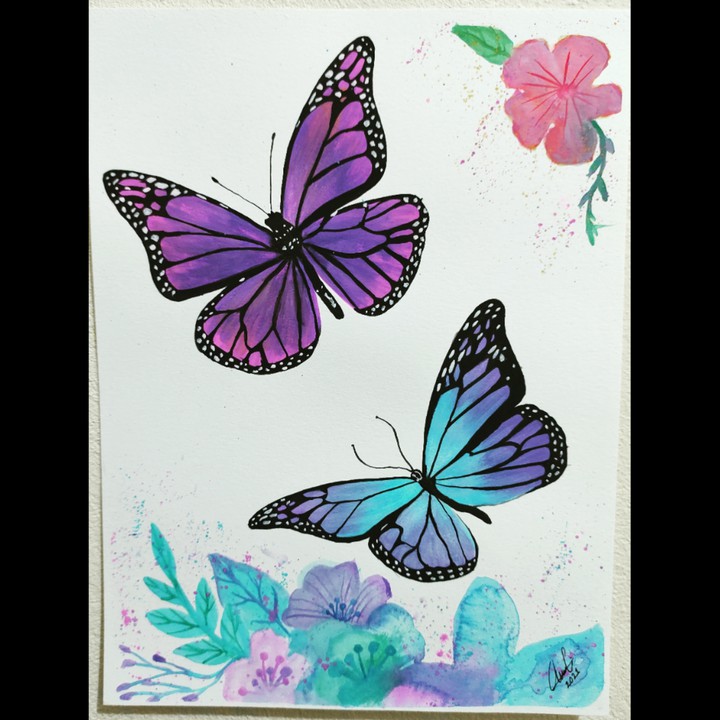 butterfly