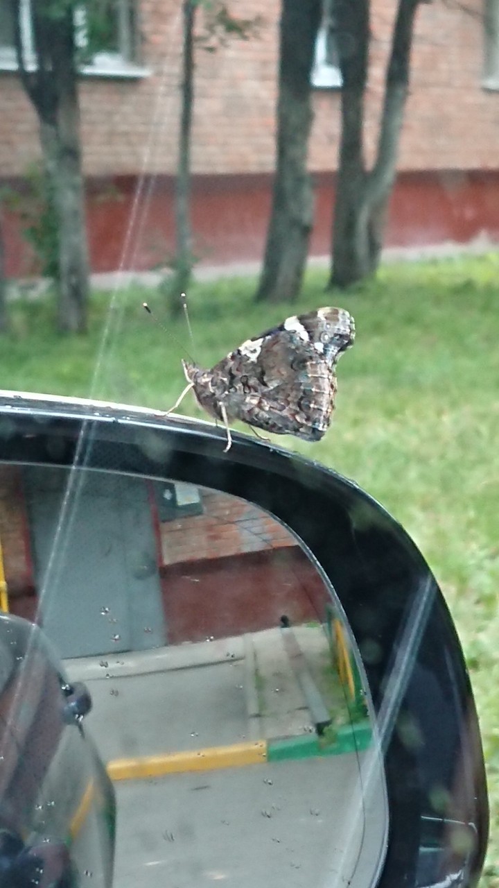 Butterfly 