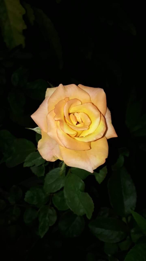 rose yellow