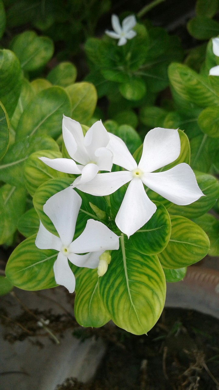 white flower