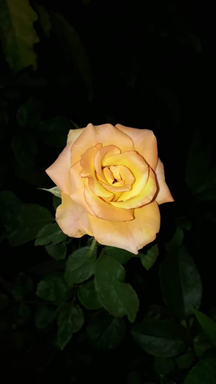 rose yellow