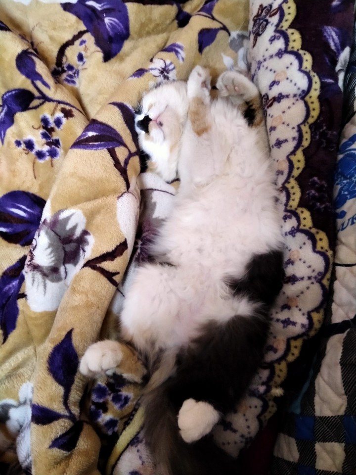 cat