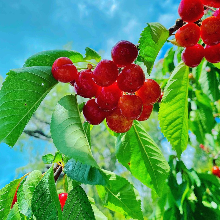 Cherries
