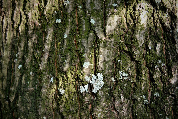 green is beautiful