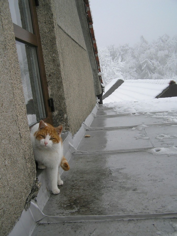 cat