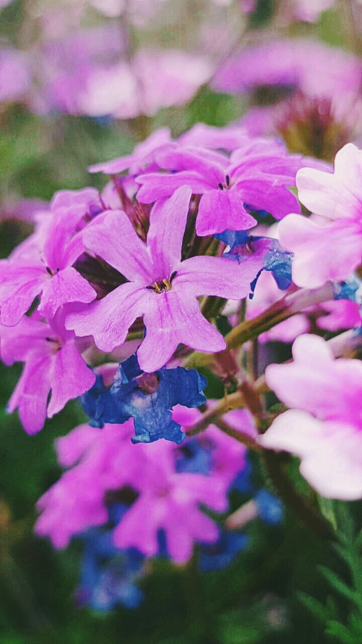 #purpule #flower #blue #flower