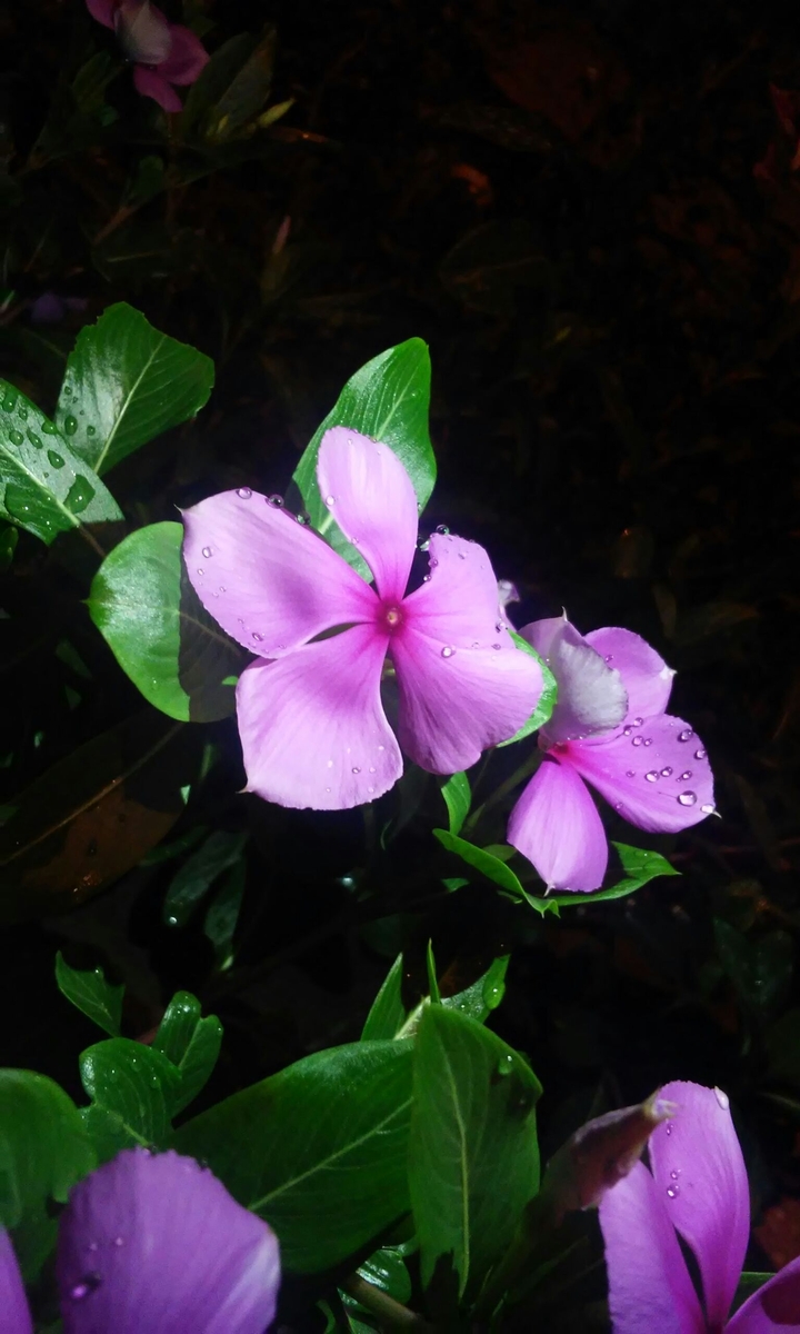 flower