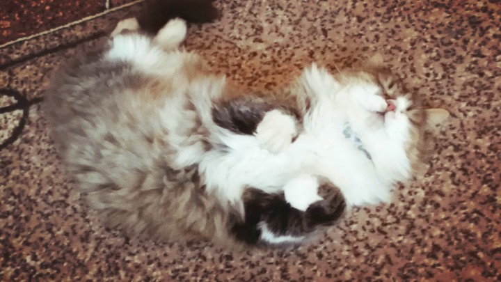 котик