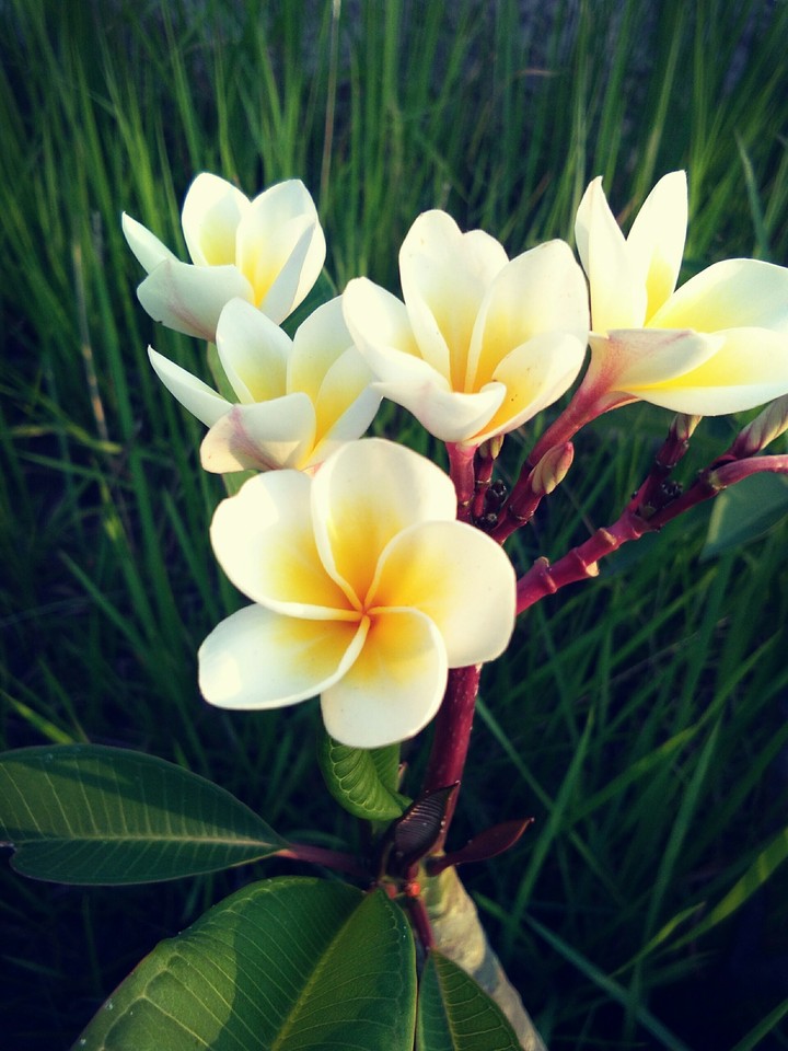 Flowers