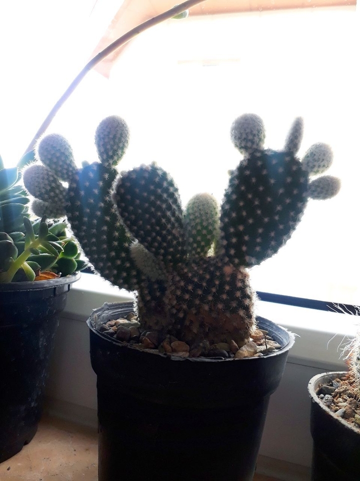 cactoos