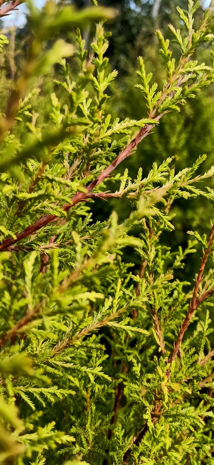 plant