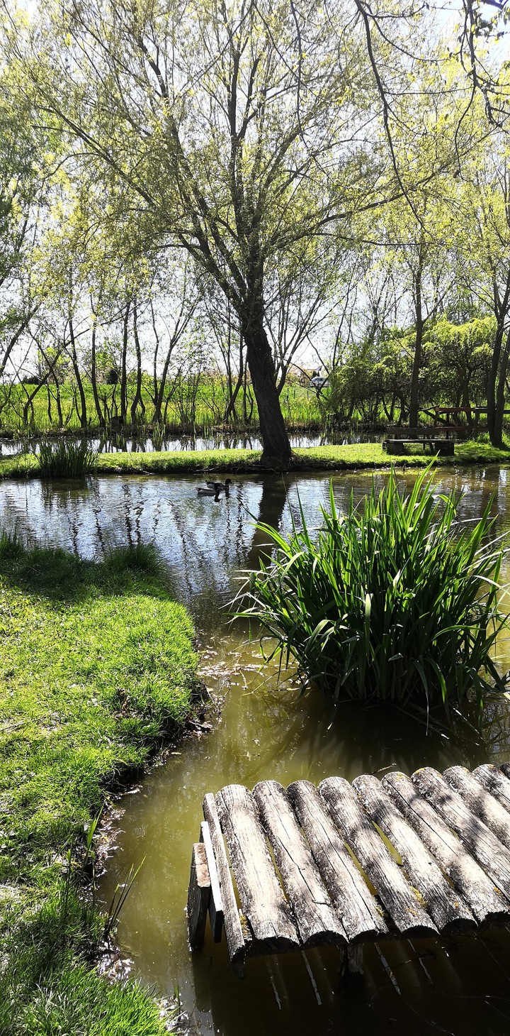 Park_water_willow