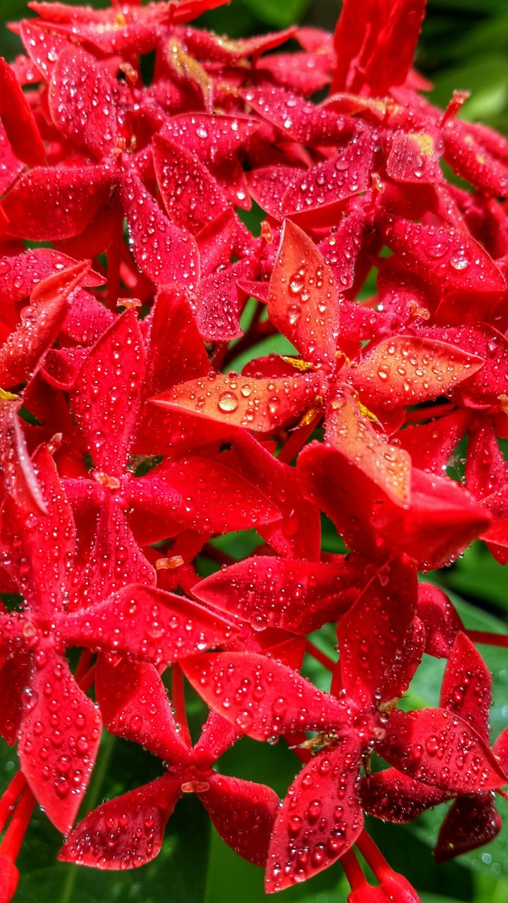 Red Little Flower