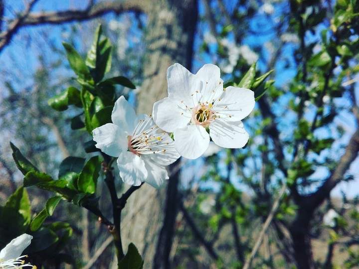 Spring