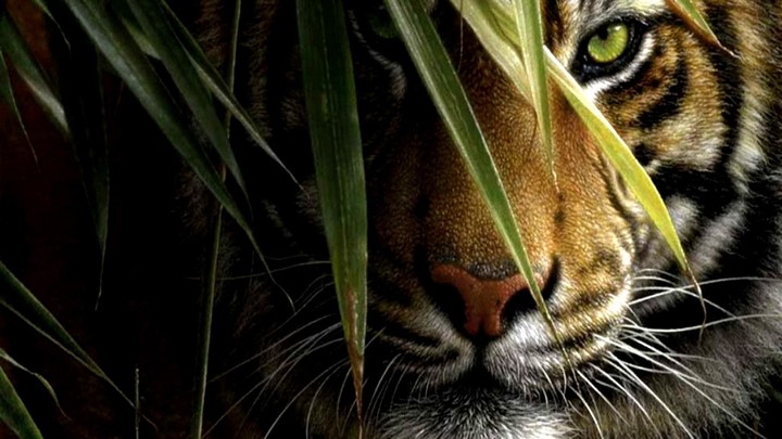 tiger