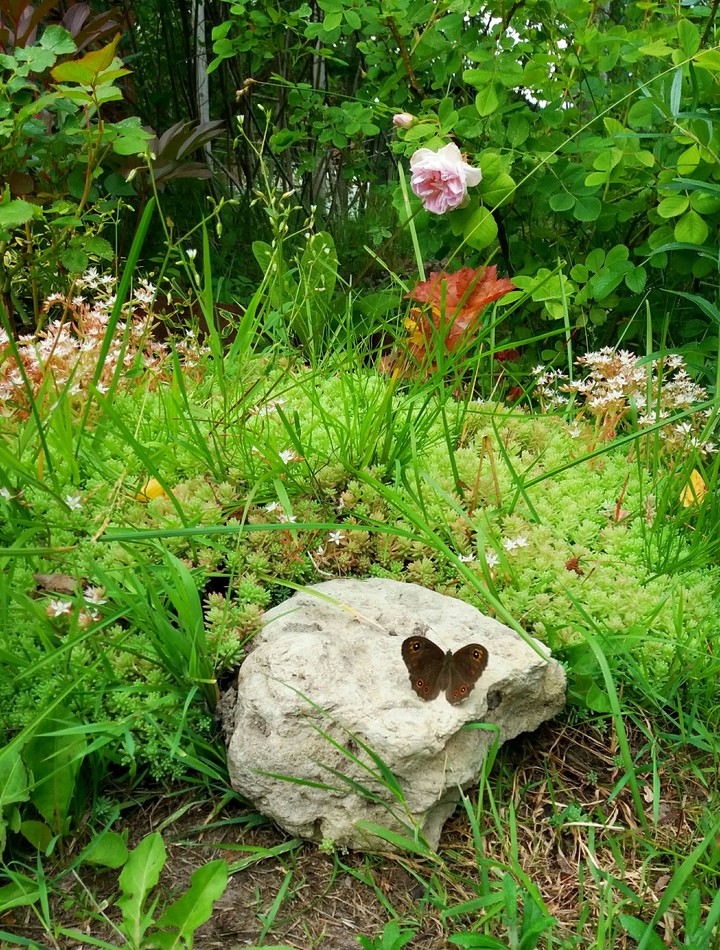 One little butterfly