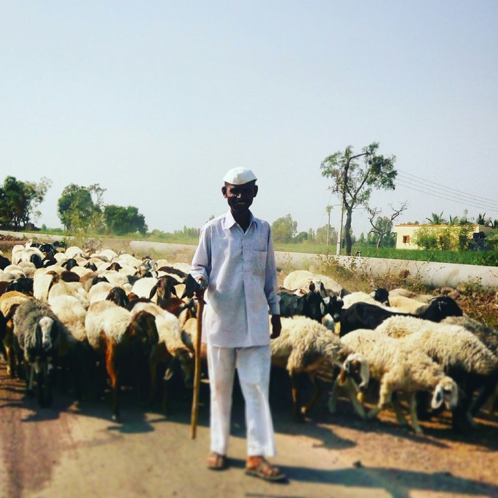Shepherd