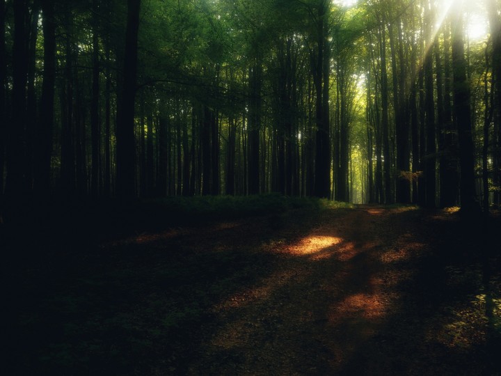 forest