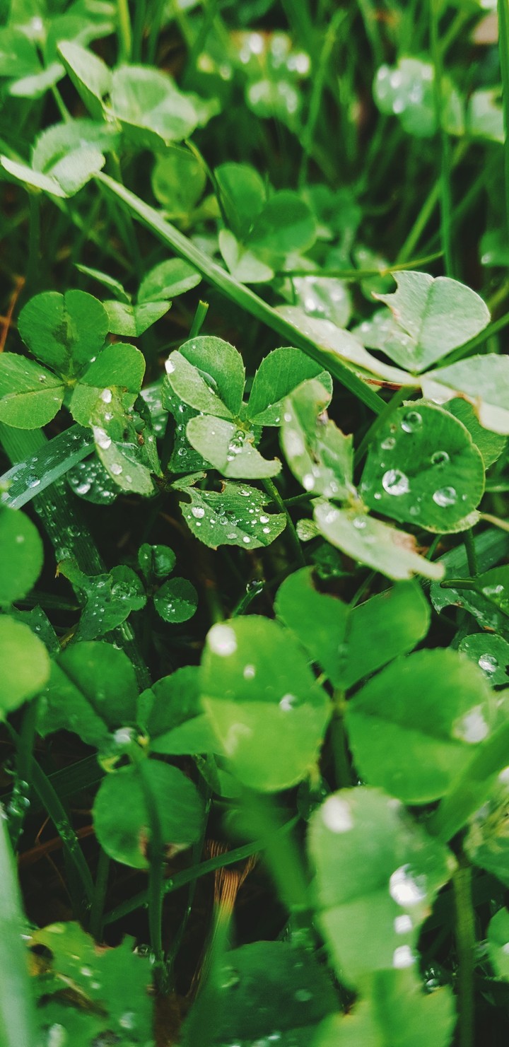 Nature