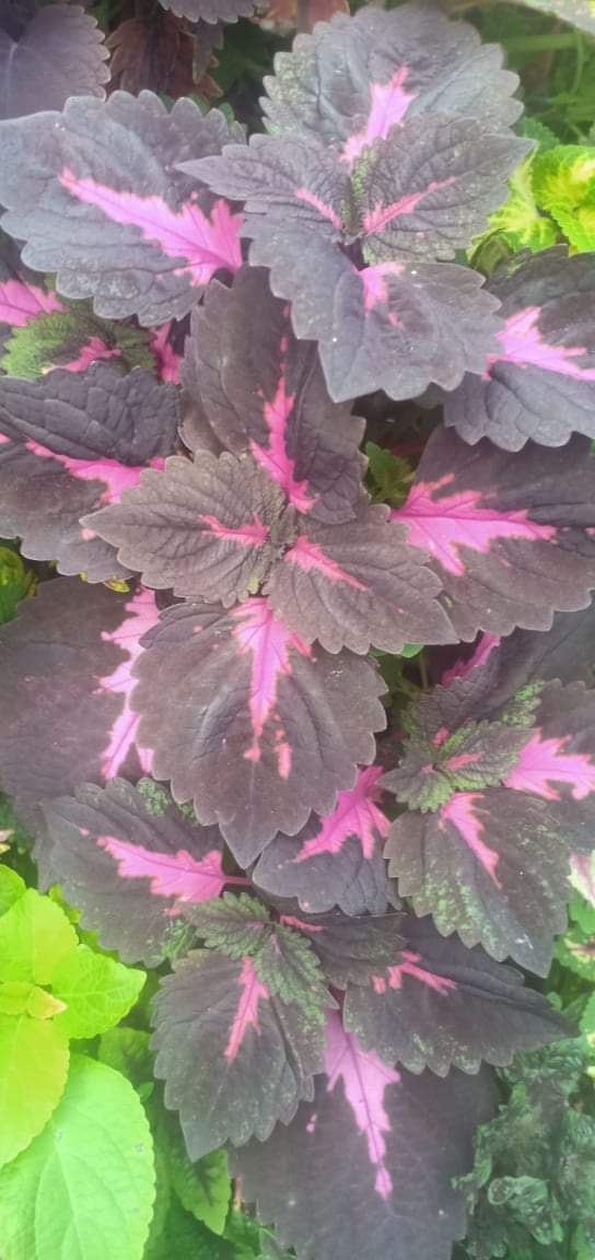 coleus