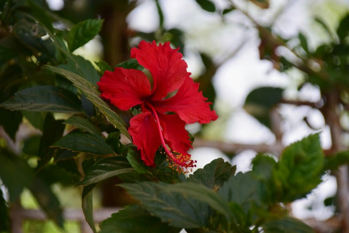 Hibiscus