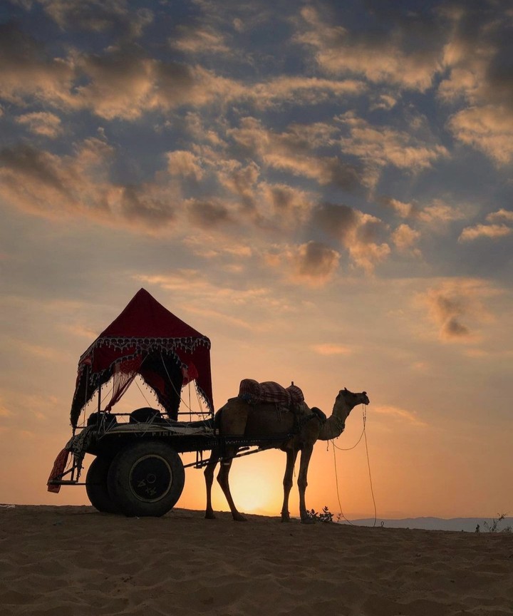 camel cart