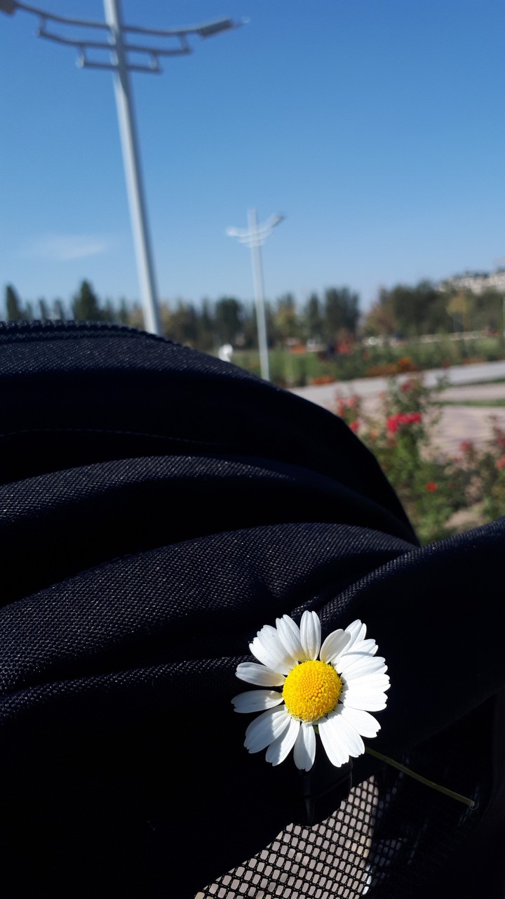 Papatya çiçeği
