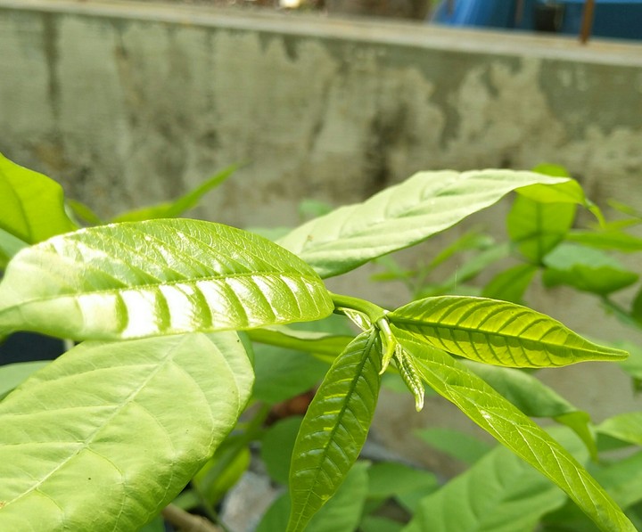 tender leaves