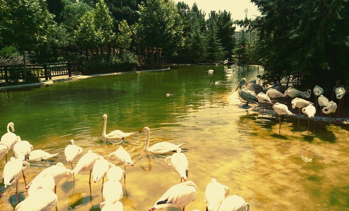 bird's garden