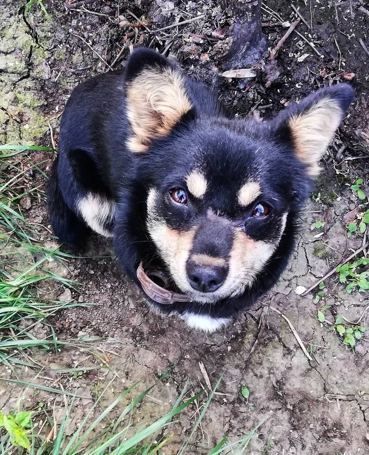 Dog