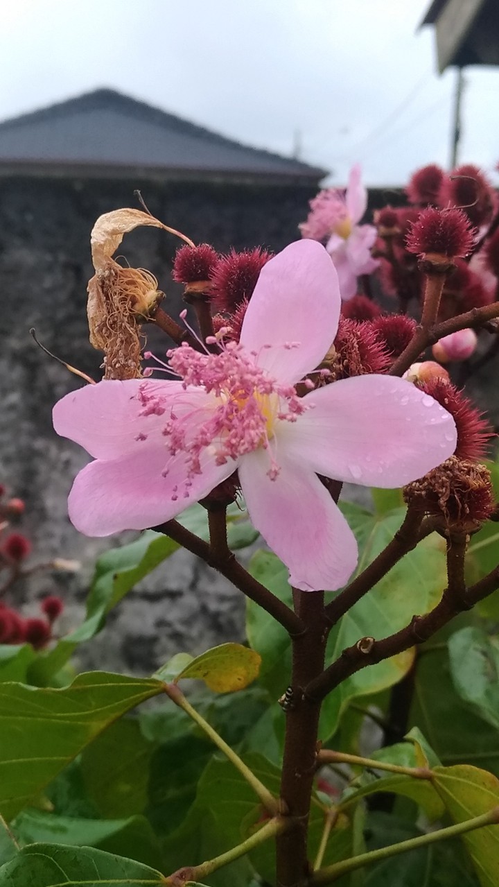 flor do colorau