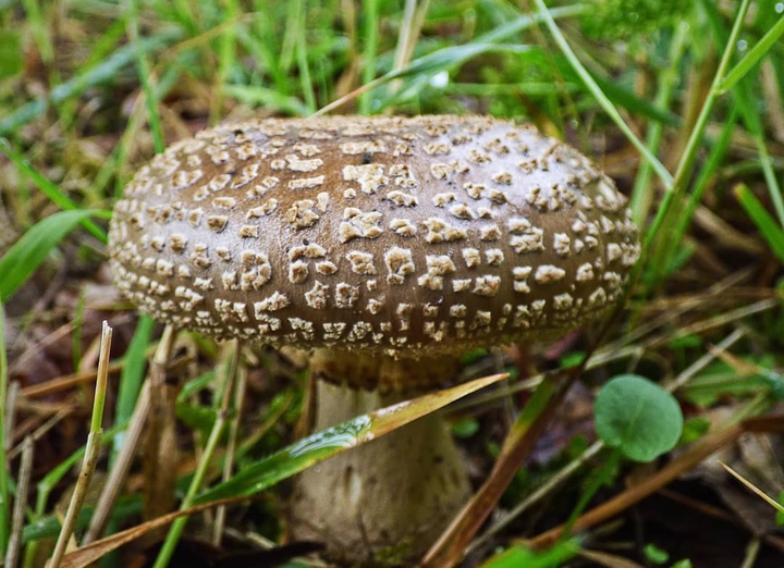 champignons