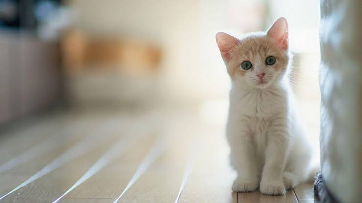 Cat ????❤