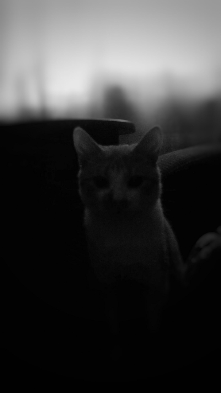 my love cat