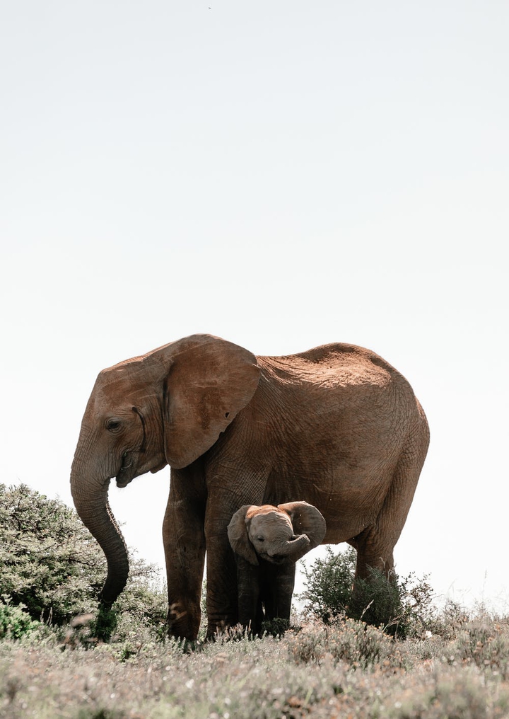 motherhood
