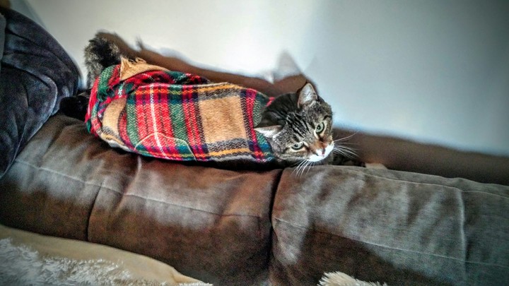 Blanket Cat