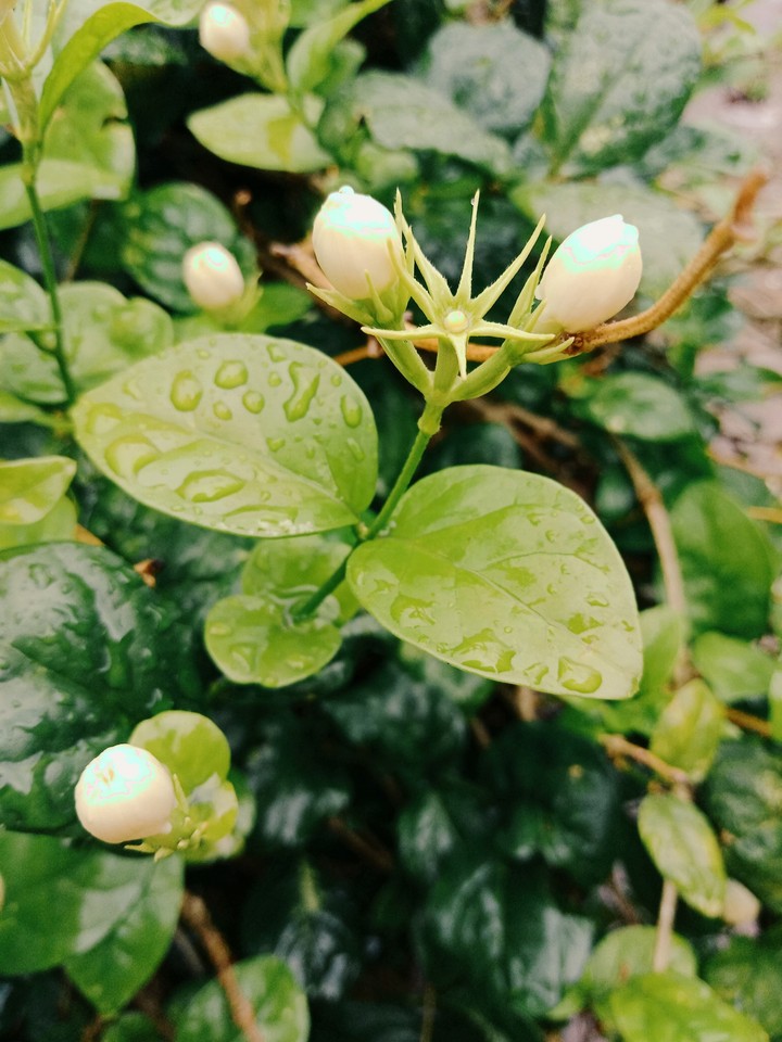 water drop