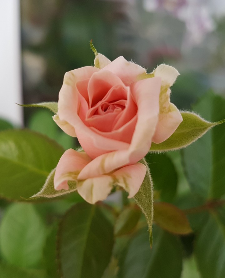 rose