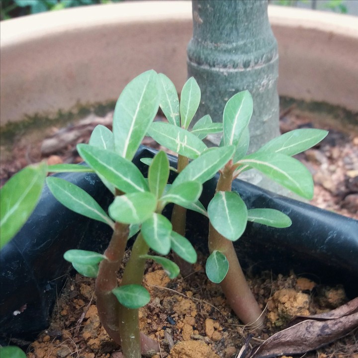 propagation sucess!!!
