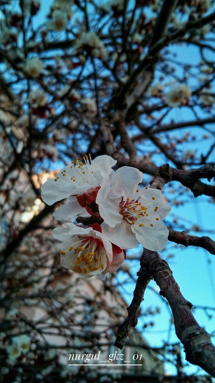 baharın gelişi (spring )