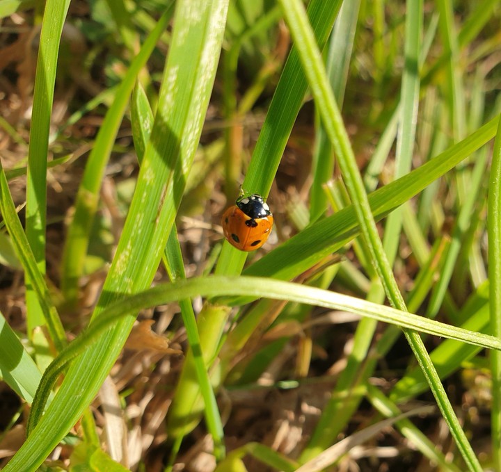 sunny ladybug