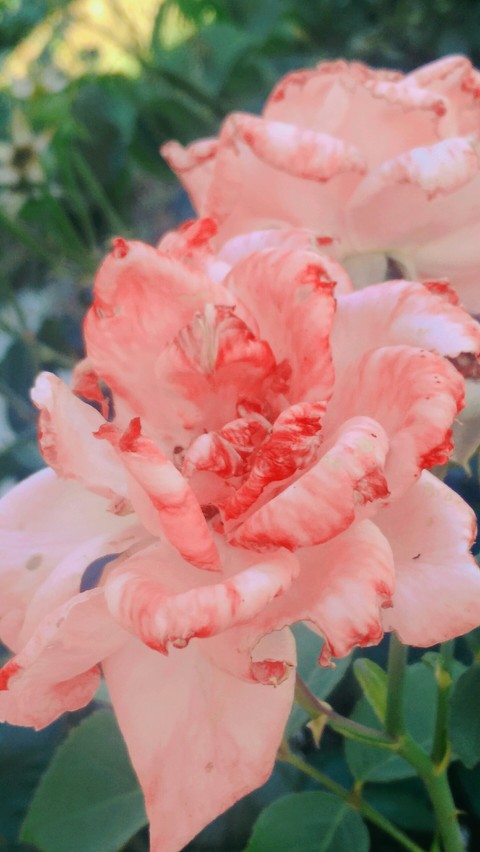 Pink rose