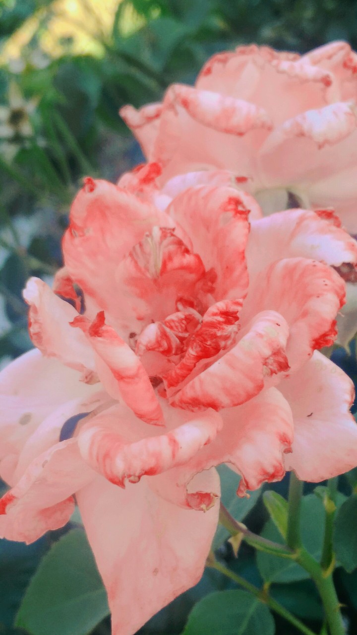 Pink rose