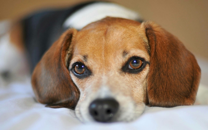 dog