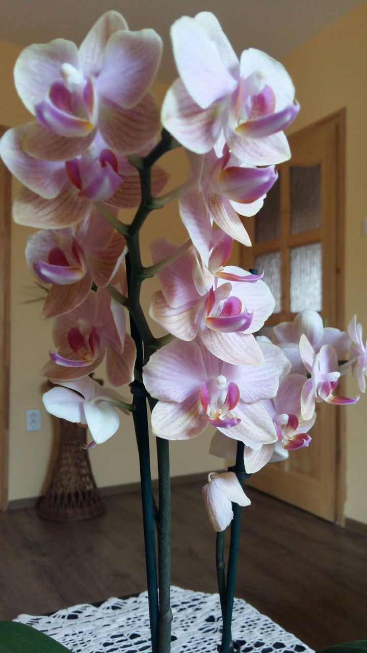 orhidea pink