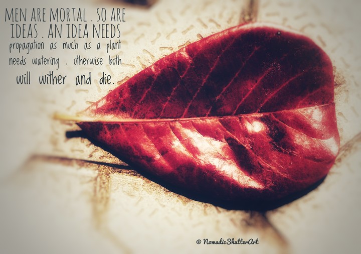 dead leave reality